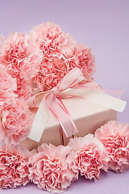 포토 JPG 스튜디오촬영 리본 실내 선물 사람없음 선물상자 어버이날 스승의날 카네이션 오브젝트 감사 국내포토 기념일 꽃 감정 내부 상자 파일형식