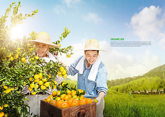 PSD 구름 편집 편집이미지 남자 중년 50대 하늘 귤 두명 30대 농사 한국인 수확 농부 나무상자 유기농 밀짚모자 광고편집 귤나무 부자지간 이미지편집 자연요소 나무 직업 모자_잡화 웰빙 아들 농업 과일 가족 사람 동양인 성인 장년 상자 아빠 파일형식