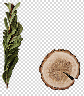 나무 편집이미지 나뭇잎 사람없음 나이테 PNG 목업 편집소스 식물 잎 파일형식