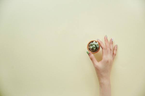 포토 JPG 스튜디오촬영 손 여자 한손 실내 한명 손짓 20대 성인 신체부위 뷰티 잡기 네일아트 다육식물 성인여자한명만 젤네일 국내포토 식물 1 모션 사람 청년 내부 여자한명만 성인여자만 파일형식