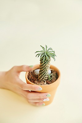 포토 JPG 스튜디오촬영 손 여자 화분 선인장 한손 실내 한명 손짓 20대 성인 신체부위 뷰티 잡기 네일아트 다육식물 성인여자한명만 젤네일 국내포토 식물 1 모션 사람 청년 내부 여자한명만 성인여자만 파일형식