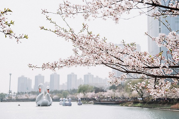 포토 JPG 호수 빌딩 사람없음 야외 건물 아웃포커스 봄 벚꽃 오리배 석촌호수 국내포토 건축물 계절 꽃 촬영기법 파일형식 잠실