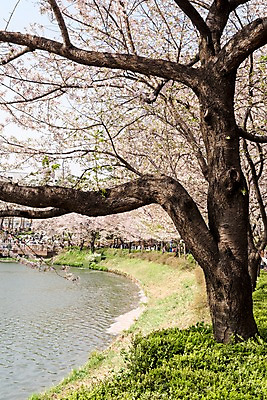 포토 JPG 주간 호수 잔디 사람없음 야외 봄 벚꽃 석촌호수 국내포토 자연요소 식물 계절 꽃 파일형식 잠실