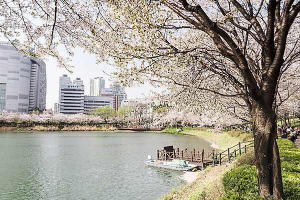 포토 JPG 주간 호수 빌딩 잔디 사람없음 야외 건물 봄 벚꽃 석촌호수 국내포토 자연요소 식물 건축물 계절 꽃 파일형식 잠실