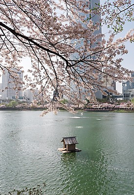 포토 JPG 주간 호수 빌딩 사람없음 야외 건물 봄 벚꽃 석촌호수 국내포토 자연요소 건축물 계절 꽃 파일형식 잠실