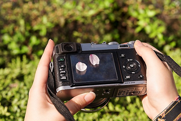 포토 JPG 주간 손 꽃잎 들기 잔디 야외 아웃포커스 신체부위 카메라 봄 벚꽃 낙화 국내포토 자연요소 식물 계절 꽃 모션 촬영기법 사람 전자제품 파일형식