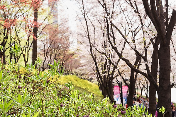 포토 JPG 주간 나무 사람없음 야외 아웃포커스 봄 벚꽃 국내포토 자연요소 식물 계절 꽃 촬영기법 파일형식