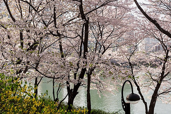 포토 JPG 주간 호수 가로등 사람없음 야외 봄 벚꽃 개나리 석촌호수 국내포토 자연요소 계절 공공시설 꽃 파일형식 잠실