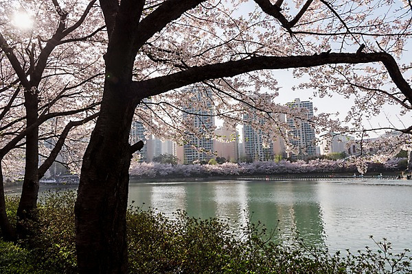 포토 JPG 주간 호수 빌딩 사람없음 야외 건물 봄 벚꽃 석촌호수 국내포토 자연요소 건축물 계절 꽃 파일형식 잠실