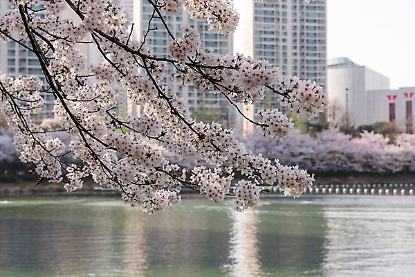 포토 JPG 주간 호수 빌딩 사람없음 야외 건물 봄 벚꽃 석촌호수 국내포토 자연요소 건축물 계절 꽃 파일형식 잠실