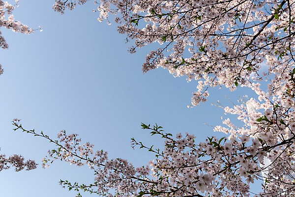 포토 JPG 주간 하늘 사람없음 야외 봄 벚꽃 국내포토 자연요소 계절 꽃 파일형식