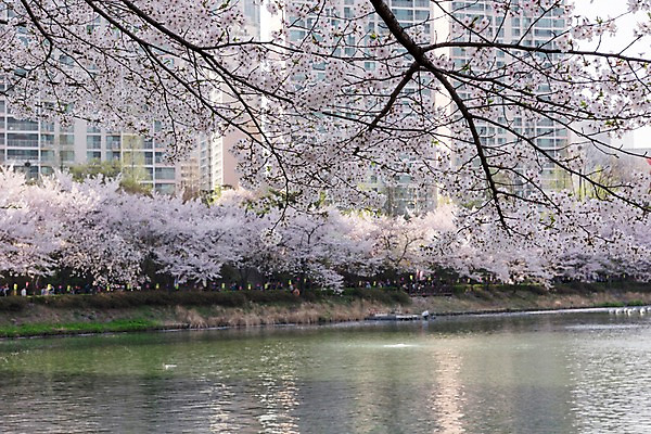 포토 JPG 주간 호수 사람없음 야외 건물 봄 벚꽃 석촌호수 국내포토 자연요소 건축물 계절 꽃 파일형식 잠실