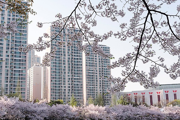 포토 JPG 주간 빌딩 사람없음 야외 건물 봄 벚꽃 국내포토 자연요소 건축물 계절 꽃 파일형식