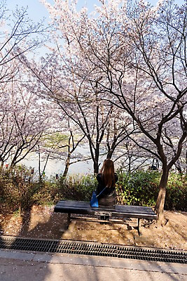 포토 JPG 주간 나무 여자 벤치 한명 앉기 상반신 성인 야외 뒷모습 봄 벚꽃 성인여자한명만 국내포토 자연요소 식물 1 계절 꽃 뷰포인트 의자 모션 사람 여자한명만 성인여자만 파일형식