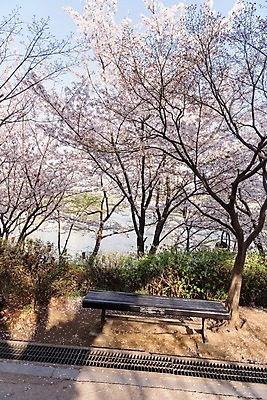 포토 JPG 주간 나무 벤치 사람없음 야외 봄 벚꽃 벚나무 국내포토 자연요소 식물 계절 꽃 의자 파일형식