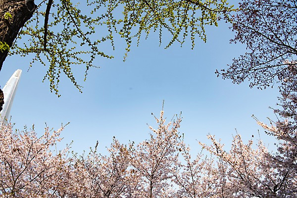 포토 JPG 주간 나무 하늘 사람없음 야외 봄 벚꽃 국내포토 자연요소 식물 계절 꽃 파일형식
