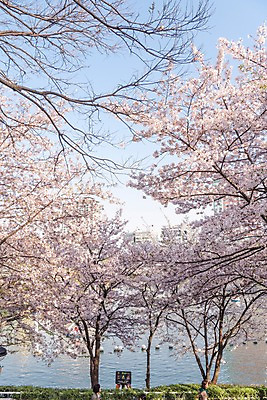 포토 JPG 주간 호수 사람없음 야외 봄 벚꽃 벚나무 석촌호수 국내포토 자연요소 나무 계절 꽃 파일형식 잠실