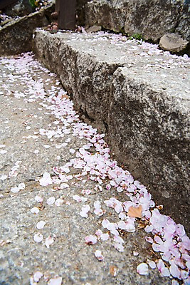 포토 JPG 주간 꽃잎 사람없음 야외 계단 봄 벚꽃 낙화 국내포토 자연요소 계절 꽃 파일형식
