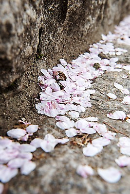 포토 JPG 주간 꽃잎 근접촬영 사람없음 야외 아웃포커스 계단 봄 벚꽃 낙화 국내포토 자연요소 계절 꽃 뷰포인트 촬영기법 파일형식