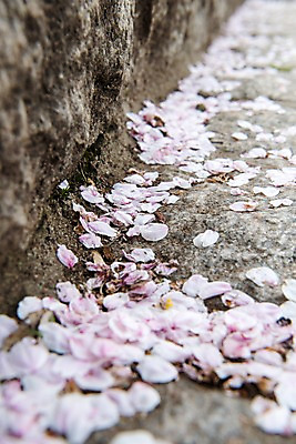 포토 JPG 주간 꽃잎 바닥 근접촬영 사람없음 야외 아웃포커스 계단 봄 벚꽃 낙화 국내포토 자연요소 계절 꽃 뷰포인트 촬영기법 파일형식