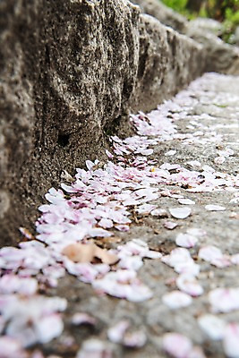 포토 JPG 주간 꽃잎 근접촬영 사람없음 야외 아웃포커스 계단 봄 벚꽃 돌_바위 낙화 국내포토 자연요소 계절 꽃 뷰포인트 촬영기법 파일형식