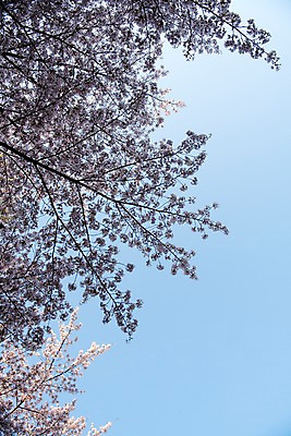 포토 JPG 주간 하늘 사람없음 야외 봄 벚꽃 국내포토 자연요소 계절 꽃 파일형식