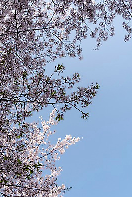 포토 JPG 주간 하늘 사람없음 야외 봄 벚꽃 국내포토 자연요소 계절 꽃 파일형식