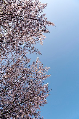 포토 JPG 주간 하늘 사람없음 야외 봄 벚꽃 국내포토 자연요소 계절 꽃 파일형식