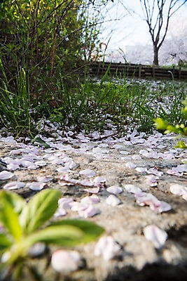 포토 JPG 주간 꽃잎 나뭇잎 근접촬영 잔디 사람없음 야외 아웃포커스 봄 벚꽃 돌_바위 낙화 국내포토 자연요소 식물 계절 꽃 뷰포인트 잎 촬영기법 파일형식