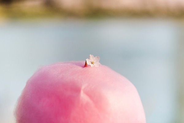 포토 JPG 주간 꽃잎 사람없음 야외 아웃포커스 봄 벚꽃 솜사탕 국내포토 자연요소 계절 꽃 디저트 촬영기법 파일형식