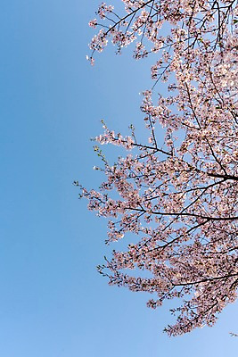 포토 JPG 주간 하늘 사람없음 야외 봄 벚꽃 국내포토 자연요소 계절 꽃 파일형식