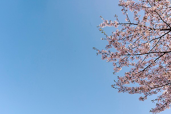 포토 JPG 주간 하늘 사람없음 야외 봄 벚꽃 국내포토 자연요소 계절 꽃 파일형식