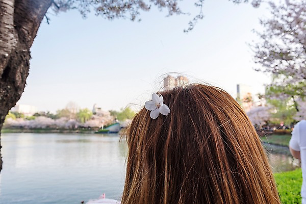 포토 JPG 주간 꽃잎 호수 야외 아웃포커스 신체부위 머리 봄 벚꽃 석촌호수 국내포토 자연요소 계절 꽃 촬영기법 사람 파일형식 잠실
