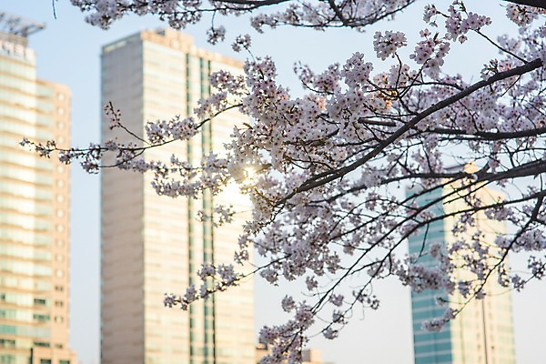 포토 JPG 주간 빌딩 사람없음 야외 건물 아웃포커스 봄 벚꽃 국내포토 자연요소 건축물 계절 꽃 촬영기법 파일형식