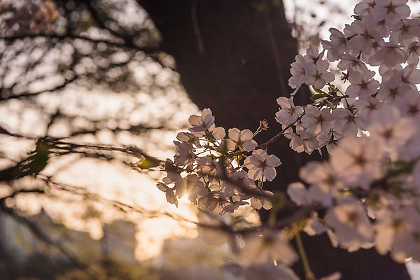 포토 JPG 주간 근접촬영 사람없음 야외 아웃포커스 노을 봄 벚꽃 국내포토 자연요소 계절 꽃 뷰포인트 촬영기법 파일형식