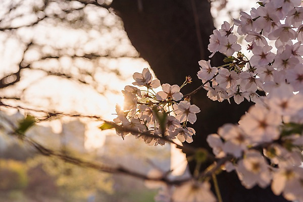 포토 JPG 주간 근접촬영 사람없음 야외 아웃포커스 노을 봄 벚꽃 국내포토 자연요소 계절 꽃 뷰포인트 촬영기법 파일형식