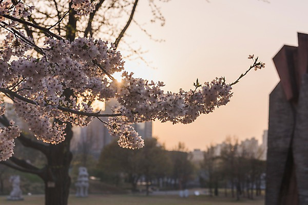 포토 JPG 주간 사람없음 야외 건물 아웃포커스 노을 봄 벚꽃 국내포토 자연요소 건축물 계절 꽃 촬영기법 파일형식