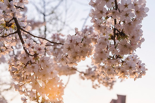 포토 JPG 주간 하늘 사람없음 야외 아웃포커스 노을 봄 벚꽃 국내포토 자연요소 계절 꽃 촬영기법 파일형식