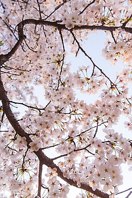 포토 JPG 주간 하늘 사람없음 야외 봄 벚꽃 국내포토 자연요소 계절 꽃 파일형식