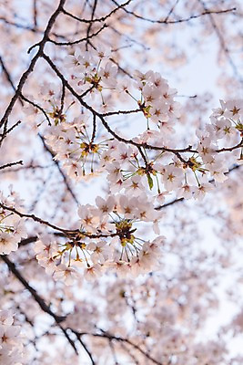 포토 JPG 주간 하늘 사람없음 야외 아웃포커스 봄 벚꽃 국내포토 자연요소 계절 꽃 촬영기법 파일형식