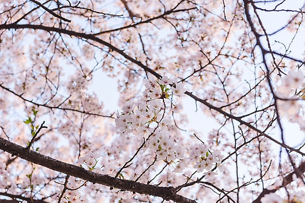 포토 JPG 주간 하늘 사람없음 야외 봄 벚꽃 국내포토 자연요소 계절 꽃 파일형식