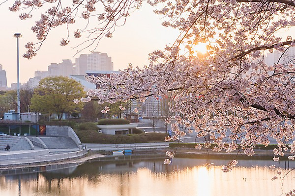 포토 JPG 주간 호수 사람없음 야외 건물 노을 봄 벚꽃 올림픽공원 국내포토 자연요소 건축물 계절 공원 꽃 서울 파일형식