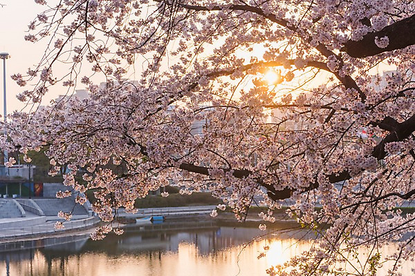 포토 JPG 주간 호수 사람없음 야외 노을 봄 벚꽃 올림픽공원 국내포토 자연요소 계절 공원 꽃 서울 파일형식
