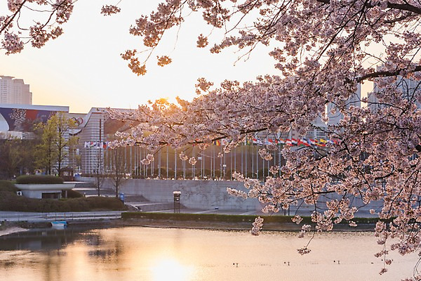 포토 JPG 주간 호수 사람없음 야외 건물 노을 봄 벚꽃 올림픽공원 국내포토 자연요소 건축물 계절 공원 꽃 서울 파일형식