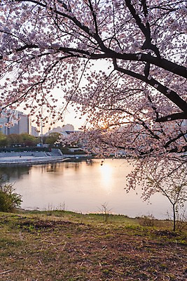 포토 JPG 주간 호수 잔디 사람없음 야외 노을 봄 벚꽃 올림픽공원 국내포토 자연요소 식물 계절 공원 꽃 서울 파일형식