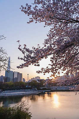포토 JPG 주간 호수 빌딩 사람없음 야외 건물 노을 봄 벚꽃 올림픽공원 국내포토 자연요소 건축물 계절 공원 꽃 서울 파일형식