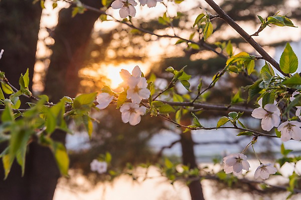 포토 JPG 주간 호수 근접촬영 사람없음 야외 아웃포커스 노을 봄 벚꽃 올림픽공원 국내포토 자연요소 계절 공원 꽃 뷰포인트 서울 촬영기법 파일형식