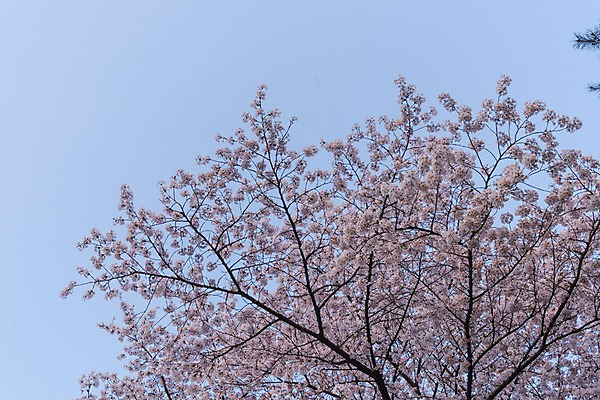 포토 JPG 주간 하늘 사람없음 야외 봄 벚꽃 국내포토 자연요소 계절 꽃 파일형식