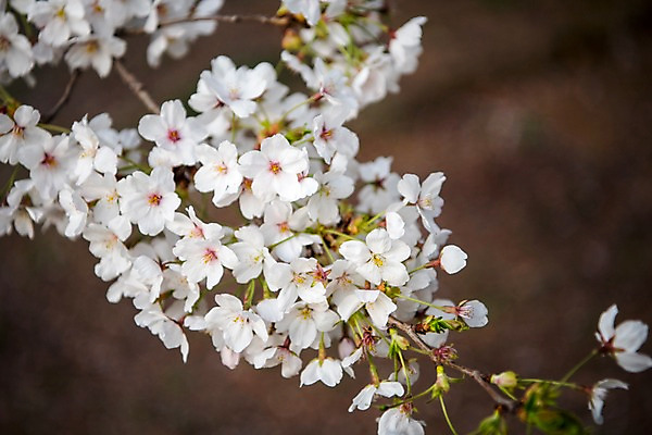포토 JPG 주간 근접촬영 사람없음 야외 아웃포커스 봄 벚꽃 국내포토 자연요소 계절 꽃 뷰포인트 촬영기법 파일형식