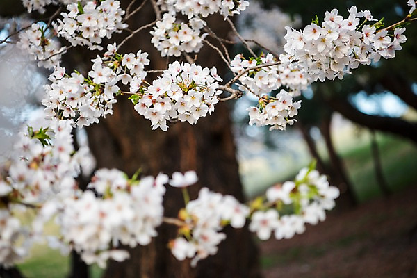 포토 JPG 주간 나무 근접촬영 사람없음 야외 아웃포커스 봄 벚꽃 국내포토 자연요소 식물 계절 꽃 뷰포인트 촬영기법 파일형식
